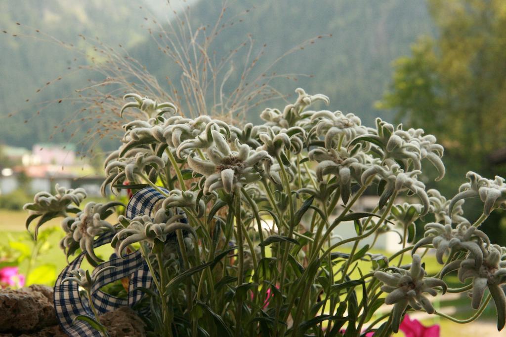 Das Edelweiss Graen